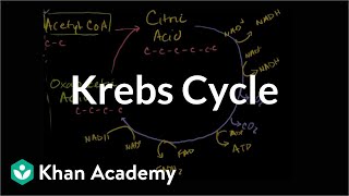 Krebs  citric acid cycle  Cellular respiration  Biology  Khan Academy [upl. by Rexanne]