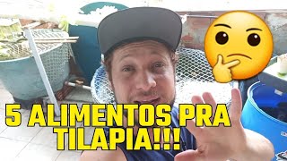 como economizar ração para as tilapias 5 alimentos alternativos para aquaponia [upl. by Creamer838]