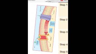 Muscarinic ACh receptor [upl. by Mihar896]