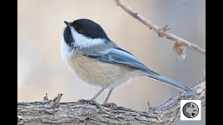 Chant de la mésange à tête noireSong of the Blackcapped Chickadee [upl. by Llesig]