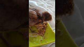 The Sound Of Happiness My Crossbeak baby chicken vlog happy [upl. by Eniledgam]