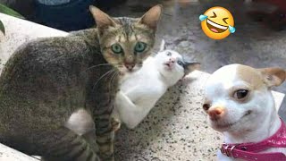 Funniest Cats And Dogs Videos 😁  Best Funny Animal Videos 2024 🥰8 [upl. by Akselaw]