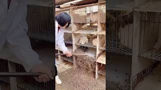 Rabbit cage cleaning process [upl. by Rehpotsirk592]