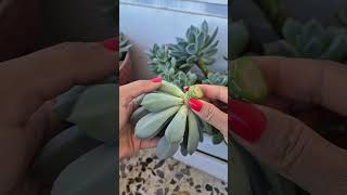 Propagate pachyveria corvus succulent plants [upl. by Renell]