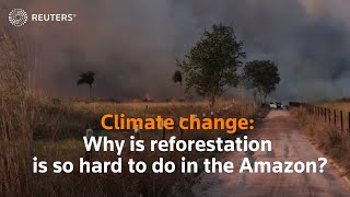 Climate change Why reforestation is so hard to do in the Amazon [upl. by Evanne263]