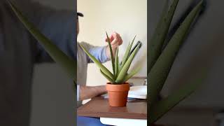 Can you 3D print real plants [upl. by Kallista]