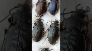 Old Collection of Carabidae Beetles Coleoptera What is Wrong Here What Happened [upl. by Nagoh]