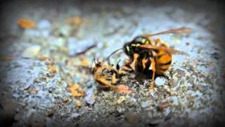 Wasps vs Bees [upl. by Page]