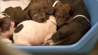 Pitbull Puppies  A Litter Of Pitbull Puppies With Mange skin disease [upl. by Pam]