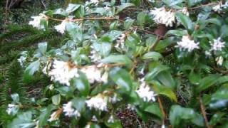 Osmanthus in my Garden [upl. by Doralin436]