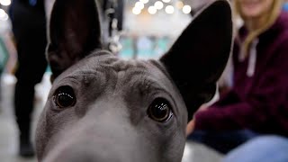 Собаки в Крокус Экспо Выставка quotЕвразия 2024quot ИзбранноеDog show in Moscow [upl. by Snider759]