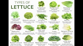 5Min Knowledge 14 Loại Xà Lách thông dụng14 Types of Lettuce to Spice up Your Salad Recipes [upl. by Branham]