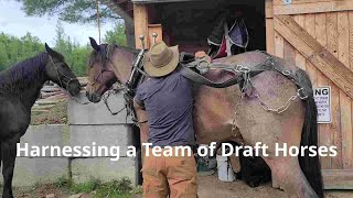 Harnessing a Team of Draft Horses [upl. by Anyala835]