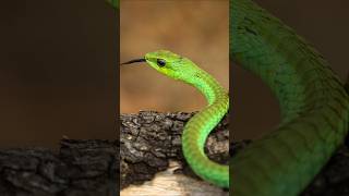 Boomslang One of the most dangerous Reptile in the world shorts wildlife [upl. by Alemahs418]