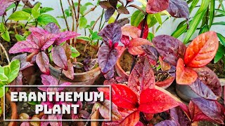 Forever Colorful Eranthemum Plant Permanent Beauty Revealed [upl. by Kovacev]