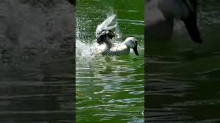 10 Fun Facts About Ducks 🦆 Quirky Birds You’ll Love Ducks FunFacts AnimalShorts viralshorts [upl. by Terryn304]