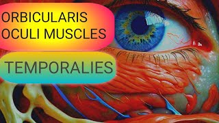 Understanding the Temporalies amp Orbicularis Oculi Muscles [upl. by Madison468]