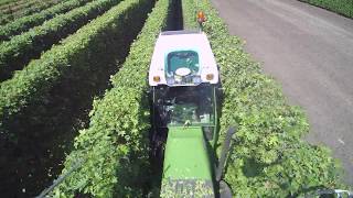 Trimming  A view from above of our nursery in the summer [upl. by Adnawt]