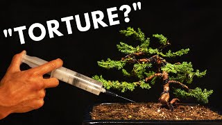 The Biology Behind Bonsai Trees [upl. by Zzahc374]