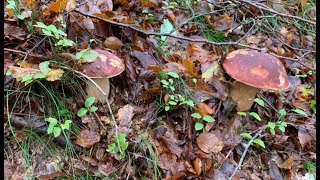 BOLETUS EDULIS VRGANJ [upl. by Urba]