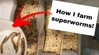 How I breed superworms  The easiest feeder insects to farm in my experience [upl. by Sausa]