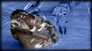 Predators of Alligators 0201  Raccoons  Dangerous Animals [upl. by Minnaminnie318]