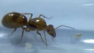 Honeypot Ant Myrmecocystus mexicanus Queen [upl. by Llecram]