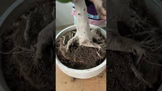 Transform Your Banyan Bonsai Expert Repotting Tips and Tricks bonsai banyan terracegardening [upl. by Nikola]