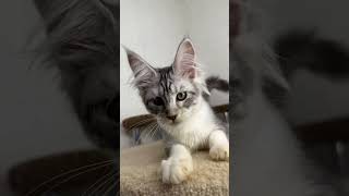 Bali Black Silver Spotted Tabby Bicolor Maine Coon Female Kitten Available Now  Purebred Kitties [upl. by Aekin]