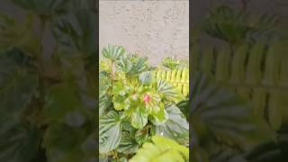 Who loves flower our flowers የእኛ ቤት አበቦች  አበባ ማይወድ አለ   viral  WakinMygarden  Flowers [upl. by Dorolisa986]