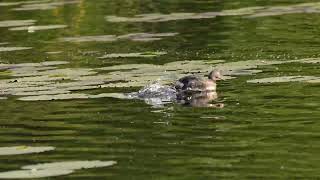 Pied Billed Grebe ducks are unique and rarest [upl. by Eelyrehc]