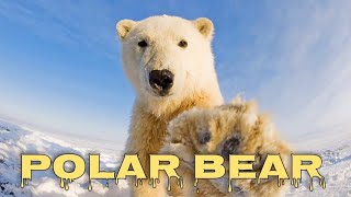 Polar bear roar polar bear sound [upl. by Olegnaid]