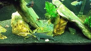 Using Clove Oil To Euthanize My Snakeskin Gourami [upl. by Legnaesoj]