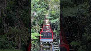 World’s Steepest Railway  Scenic World Katoomba Blue Mountains NSW Australia [upl. by Bowne151]