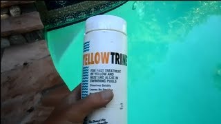 Yellowtrine Algae Treatment [upl. by Acinomad]