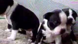 Funny Cute Boston Terrier Puppy Barking [upl. by Ainessey]