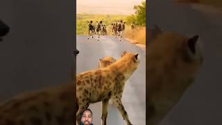 Lakadbaghe ki fauj 😲😲shots ضبع shortsvideo hyena facts shots animalsafari animals facts [upl. by Kathryne]