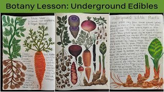 Botany Lesson  Underground Edible Plants [upl. by Mellisa]