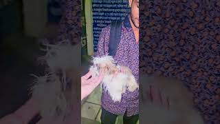 Shih Tzu Puppy Free Adoption shihtzufreeadoption shihtzu [upl. by Ligetti]