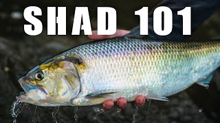 SHAD FISHING 101 MONTREAL SHAD RUN TIPS amp TRICKS [upl. by Haakon911]