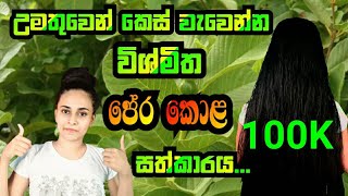 පේර⁣ කොළ ටොනික්guava leaf hair tonichasibeautyhairtonic [upl. by Jonme]