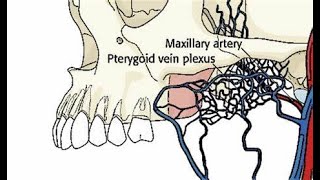 Discuss the anatomy and applied anatomy of pterygoid venous plexus [upl. by Bolte524]