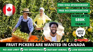 Fruit Picking Jobs In Canada With FREE Visa Sponsorship In 2024 No Education or Experience Required [upl. by Carissa]