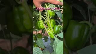 First Harvesting in Capsicum biharagriculture agriculture capsicum cauliflower villagelife [upl. by Ynaoj151]