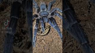 Lasiocyano Was Pterinopelma sazimai Brazilian Blue Tarantula [upl. by Lamberto]