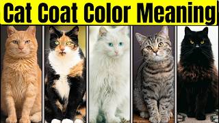 Your Cats Personality According To Its Coat Color Feline Personality and Curiosities [upl. by Mcbride]