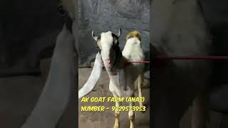 kota and malwa goat kids for sale [upl. by Rafaello]