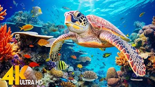 Under Red Sea 4K  Beautiful Coral Reef Fish in Aquarium Sea Animals for Relaxation  4K Video 7 [upl. by Voltmer]