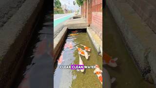 Koi Fish Thriving in Japan’s Clear Drains✨😮 koi japan fish drainage [upl. by Richela164]