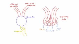 Meet the Glomerulus of the Kidney [upl. by Quintin]